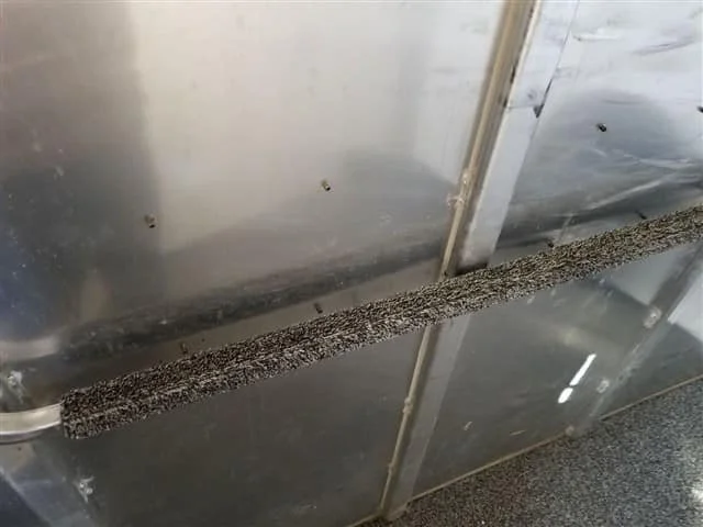 2001 4 Star 2 Horse Bumper Pull Slant Load - Image 2